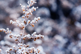 冬季雪景树枝落雪