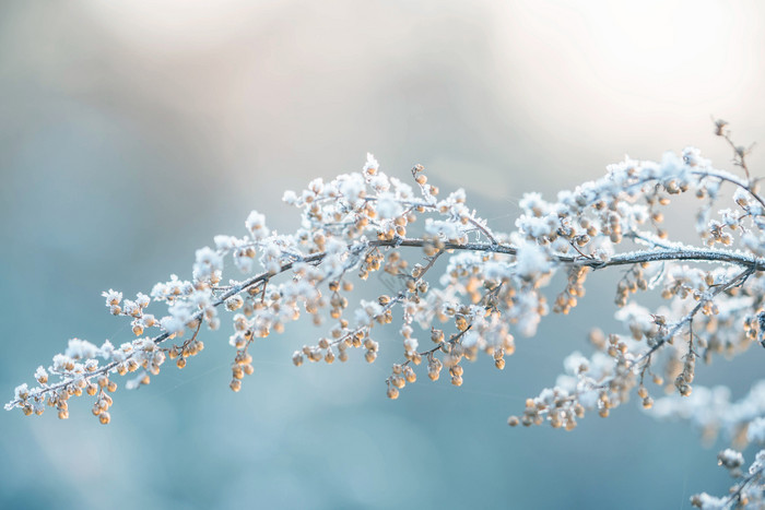 冬季落雪树枝摄影图图片
