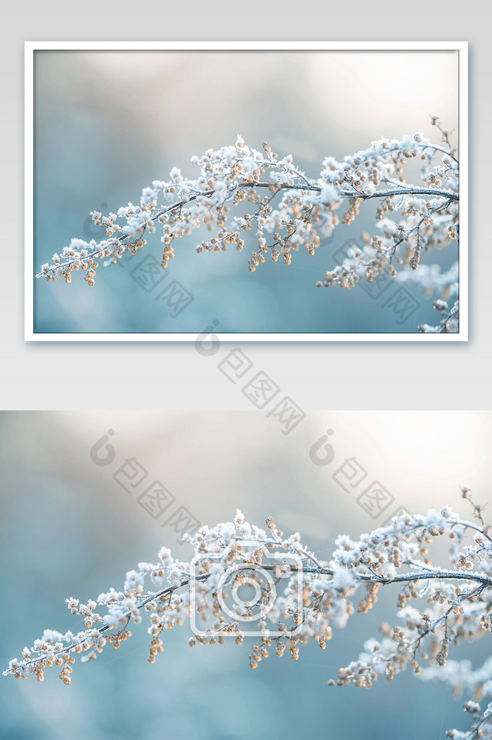 冬季落雪树枝摄影图
