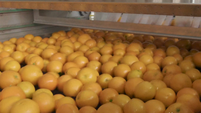 4K实拍橙子清洗机器食品生产线视频素材