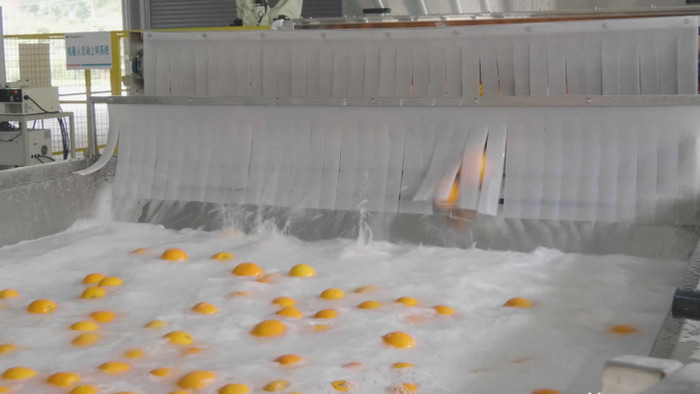4K实拍橙子清洗加工生产线实拍视频素材