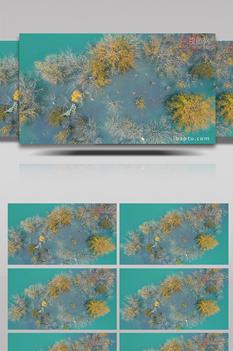 4K航拍唯美秋天江边五彩斑斓水生植物视频图片