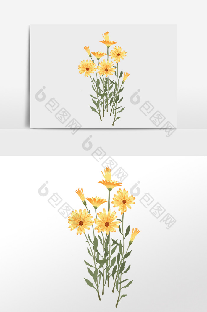 植物菊花花朵图片图片