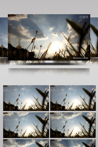 1080P高清植物前景天空延时摄影图片