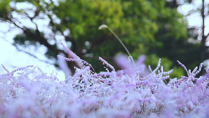 唯美风自然紫色花草旅游素材