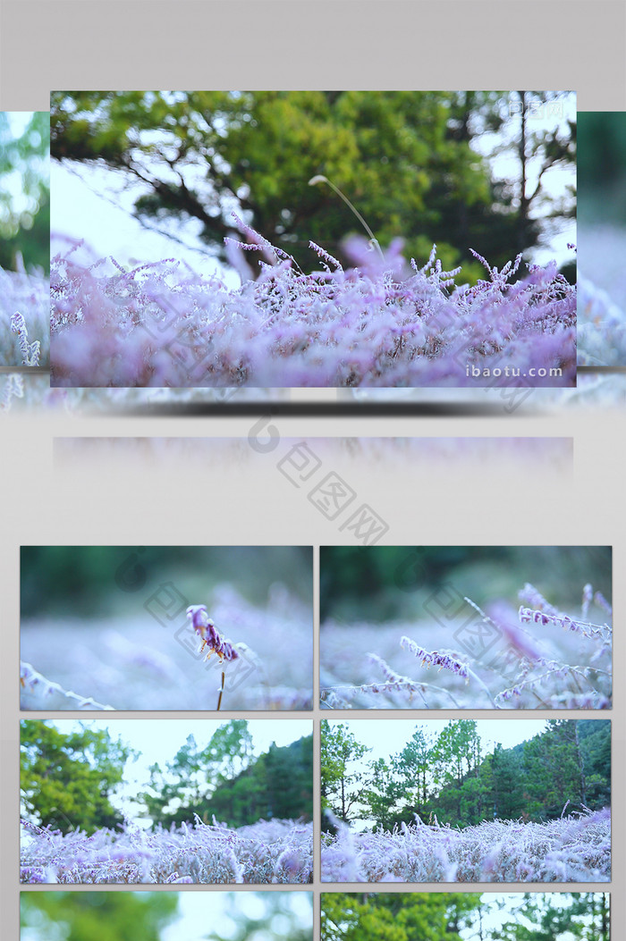 唯美风自然紫色花草旅游素材