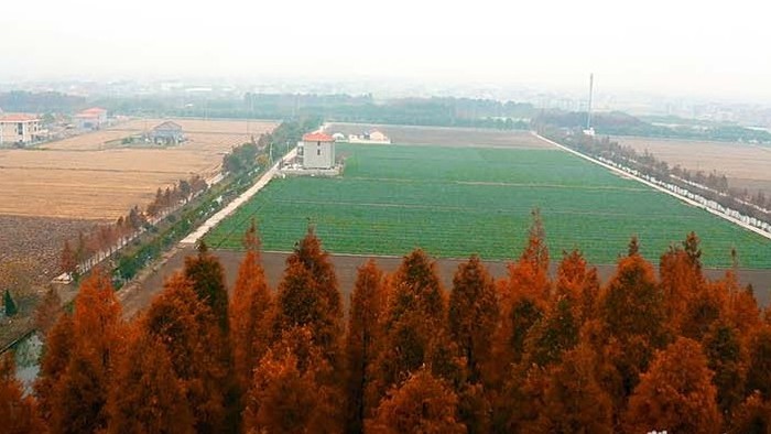 农业与城市上海远郊冬季田野