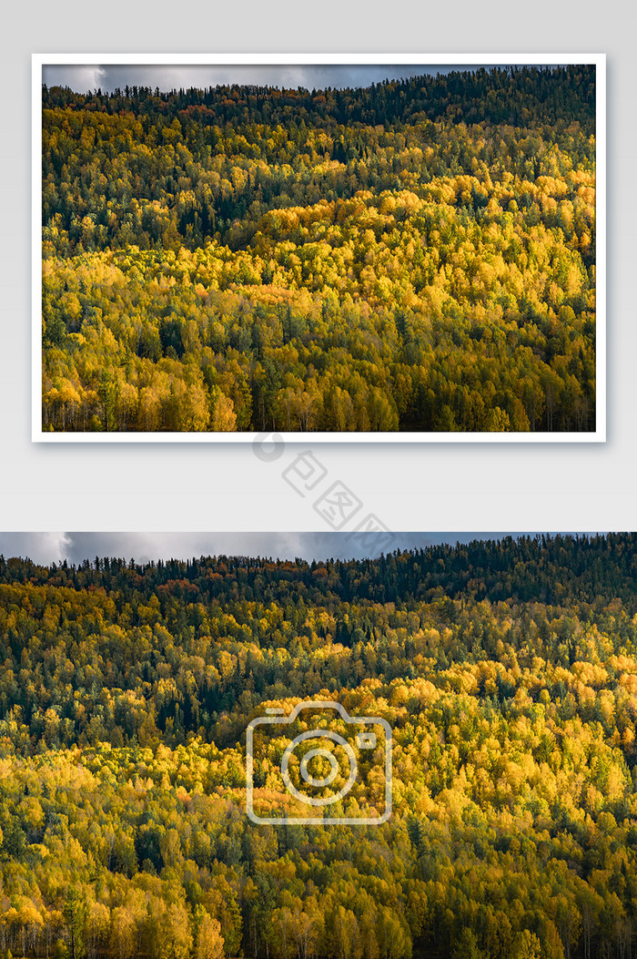 秋天新疆禾木金黄的森林