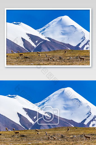 可可西里雪山前的藏羚羊图片