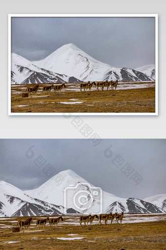 动物后的可可西里雪山图片