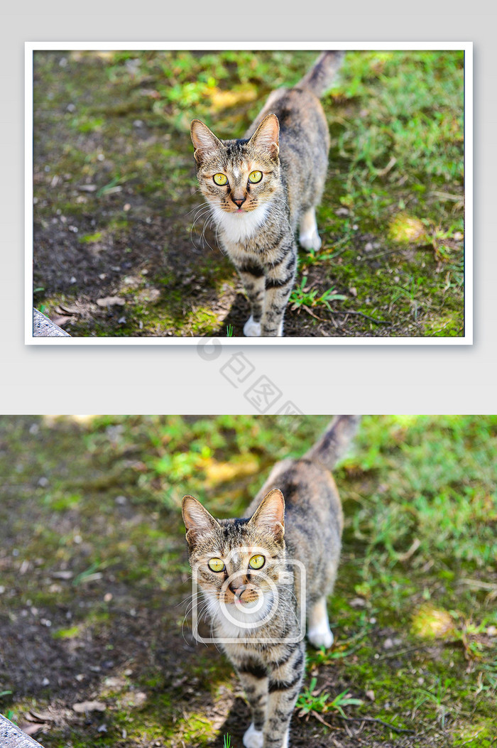 可爱的草地上的猫咪摄影图片图片