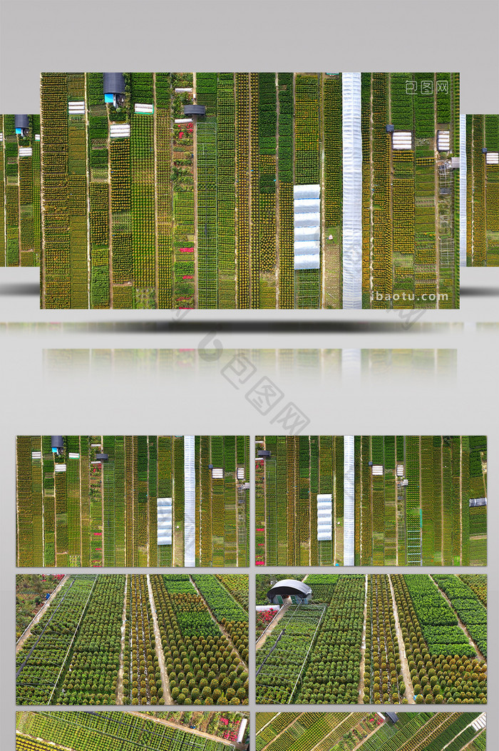 4k大气航拍农业花卉种植养花基地