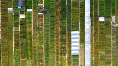4k大气航拍农业花卉种植养花基地