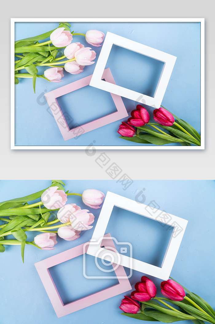 郁金香花枝和相框图片图片