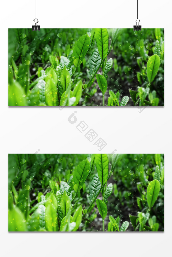 绿色植物叶子立春摄影图合成背景图