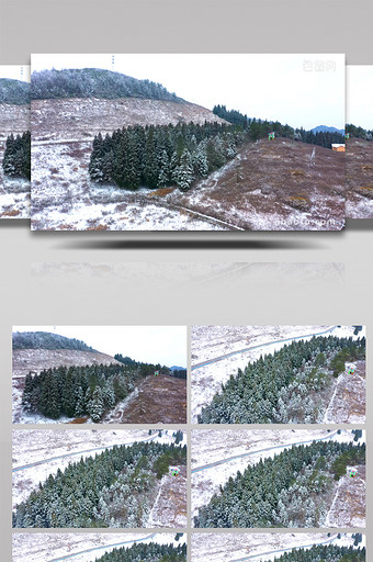 4K航拍冬季冰雪覆盖的岐山草场白色松树图片