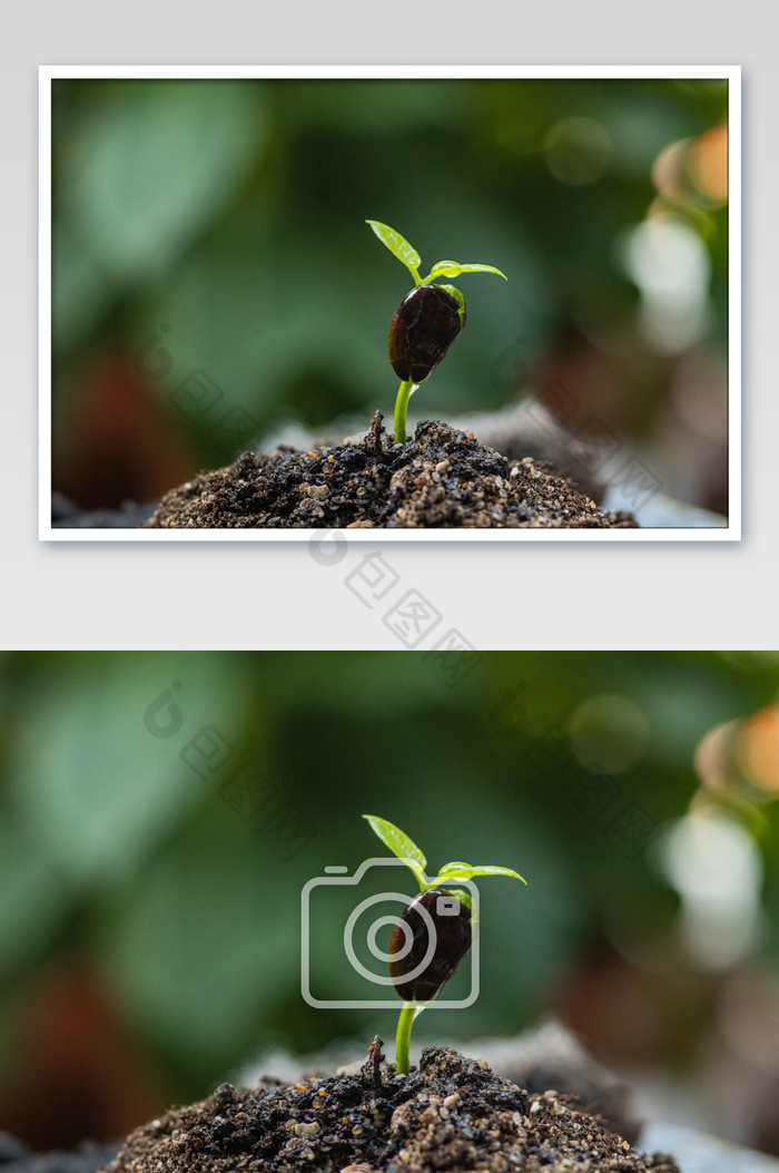 春天植物发芽萌芽图片图片