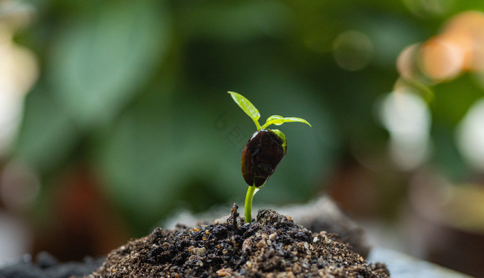 春天灿烂樱花春天柳叶片福州春天樱花里的蜜蜂片春天小花朵特写暗调