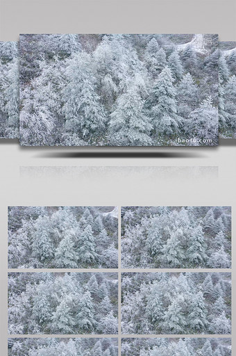 4K航拍严寒冬季大雪森林树枝银装素裹冰天图片
