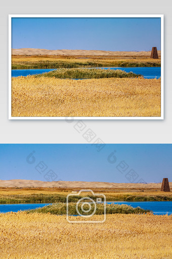 秋天内蒙古居延泽茂密的草原图片