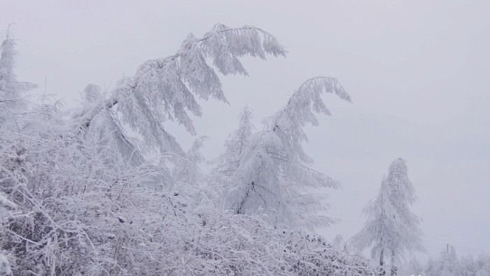 4K实拍唯美大雪后的树枝裹满冰雪