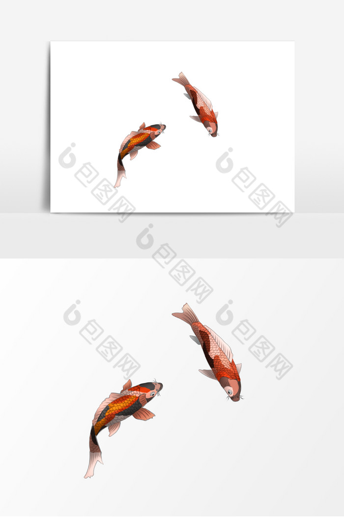 红黑好运锦鲤鱼图形象图片图片