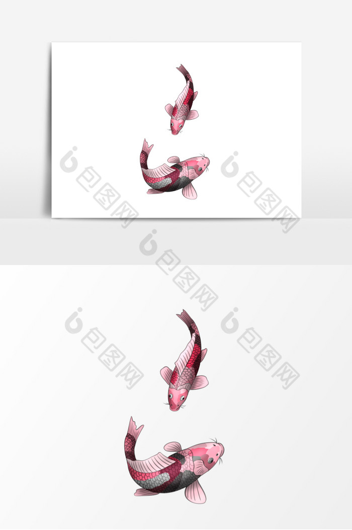 灰粉锦鲤鱼插画图片图片