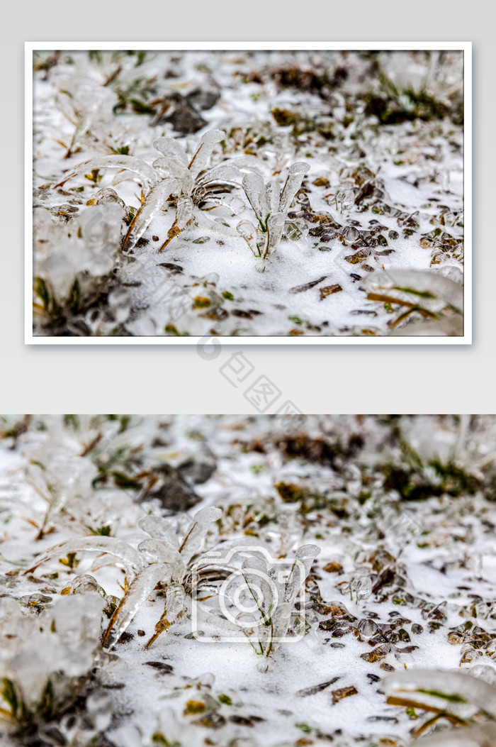 冬天冰封的小草冰雪图片图片