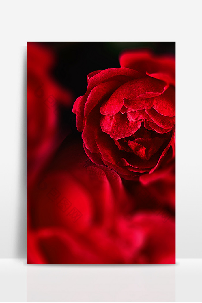 红色写实玫瑰浪漫情人节背景