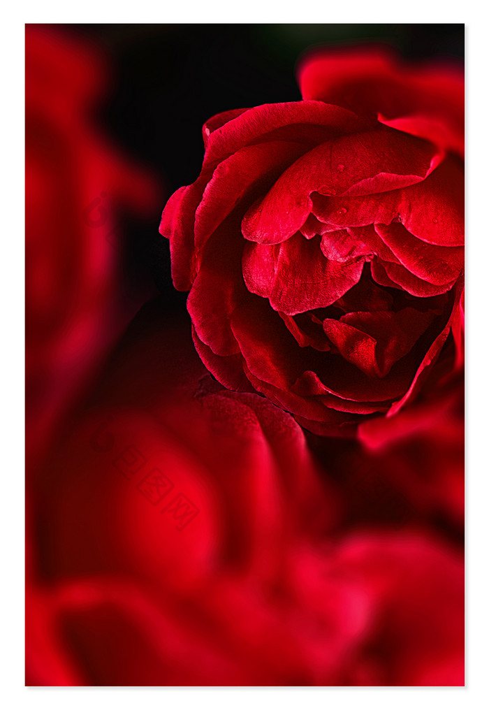 红色写实玫瑰浪漫情人节背景