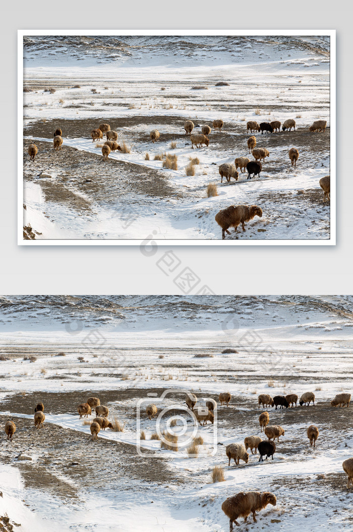 新疆冬季喀纳斯雪地上的羊群图片图片