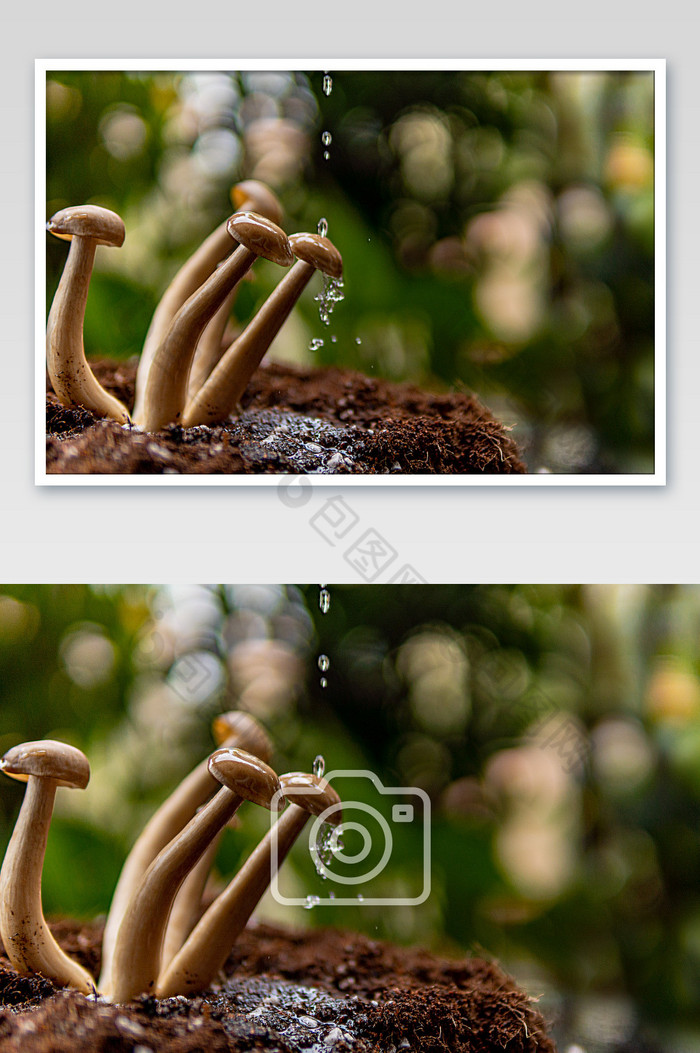 春天的磨菇雨水水滴图片图片