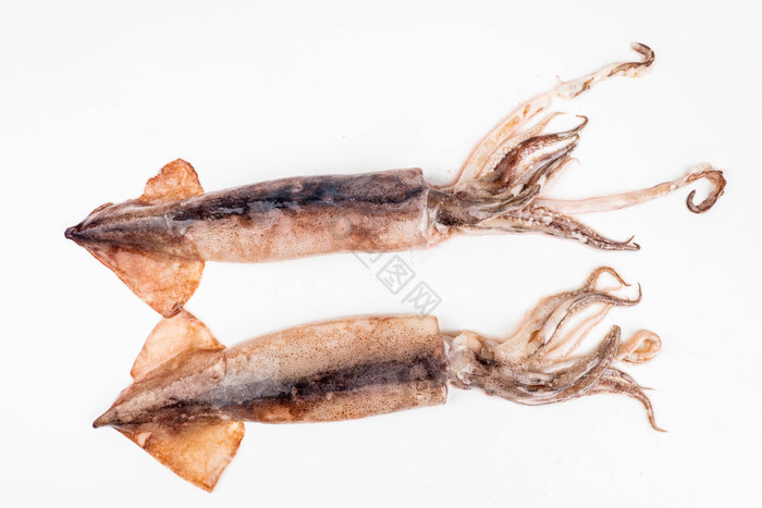 海鲜水产鱿鱼图片