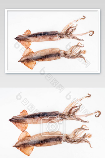 海鲜水产鱿鱼摄影图图片
