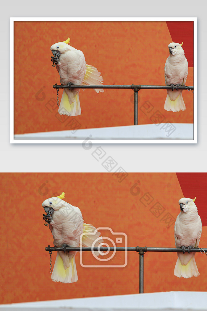 白色金刚鹦鹉摄影图片图片