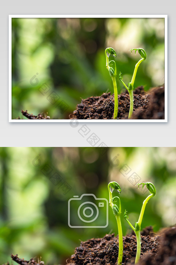 植物发芽萌芽春暖惊蛰