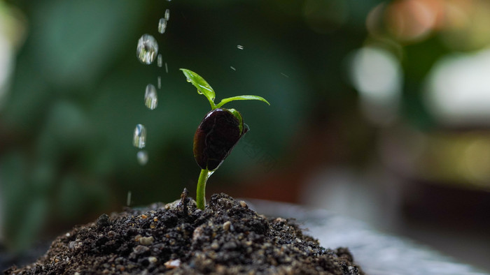 春天种子发芽雨水惊蛰图片