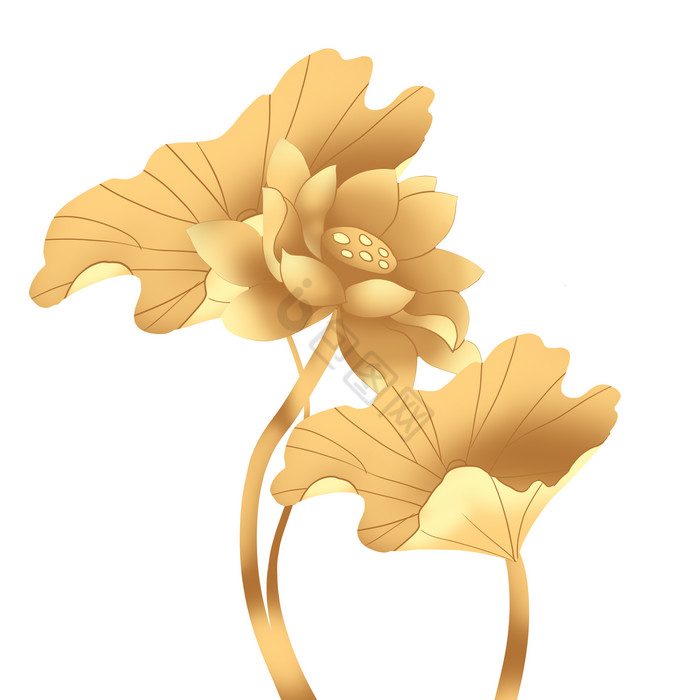 金色莲花荷花花朵图片