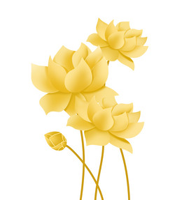 金色莲花荷花花骨朵图片