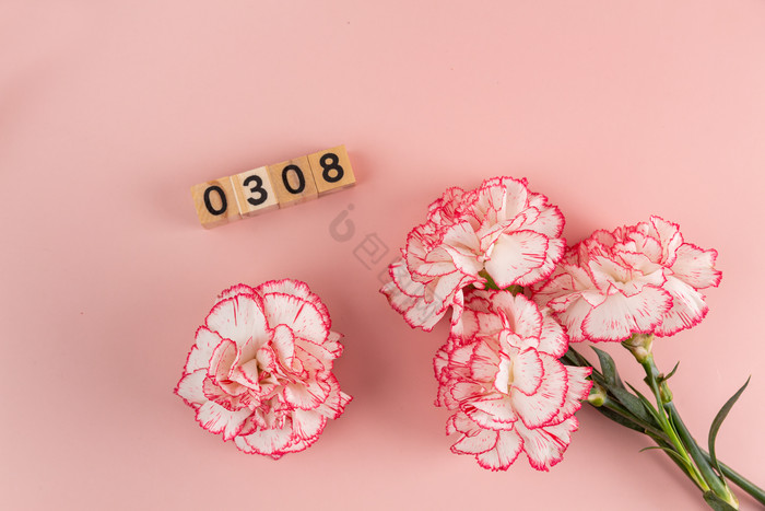 粉红色花朵康乃馨三八妇女节图片
