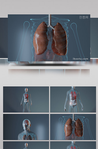 三维人体肝脏肠道医学高清背景视频图片