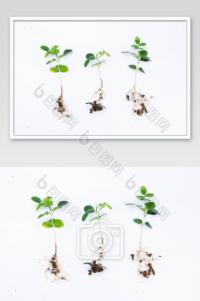 312植树节树苗摄影图图片图片