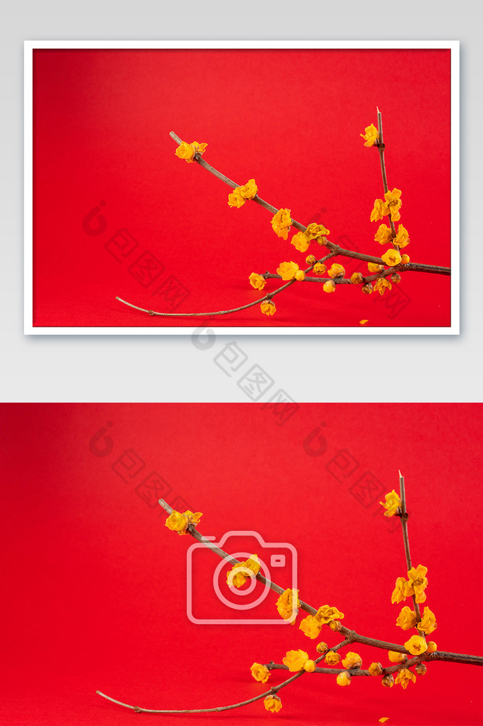 黄色腊梅花朵花枝图片图片