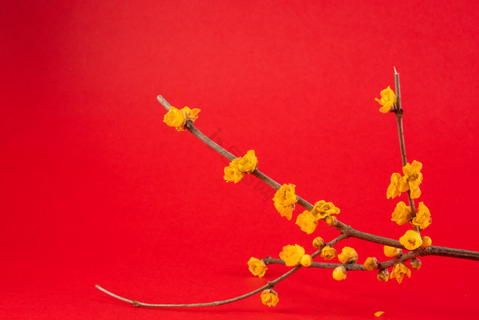 黄色腊梅花朵花枝图片