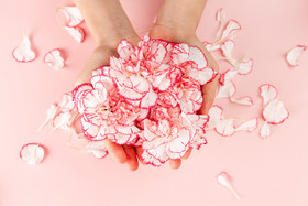 妇女节素材粉红色康乃馨