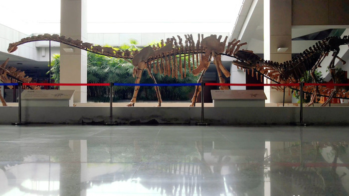 博物馆内恐龙化石