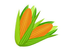 玉米食物图片