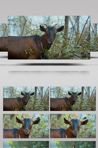 4K实拍户外吃草的山羊视频素材图片
