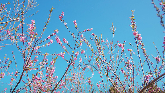 4K实拍春天蓝天下盛开的桃花视频素材