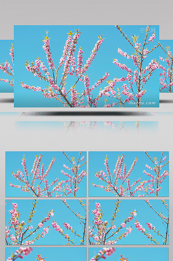 4K实拍唯美春天盛开的桃花枝视频素材图片